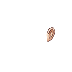 Oreille d'homme